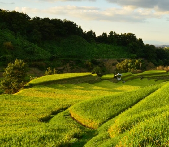 粉象生活下载app