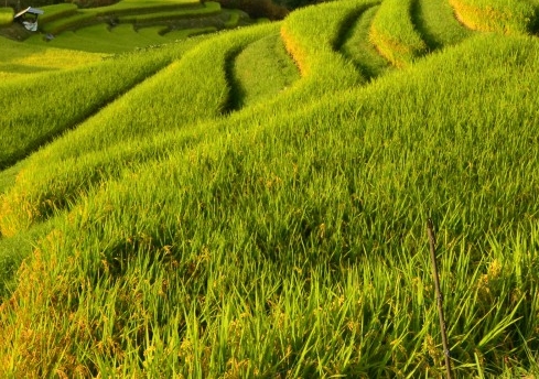 粉象生活里怎么做推广