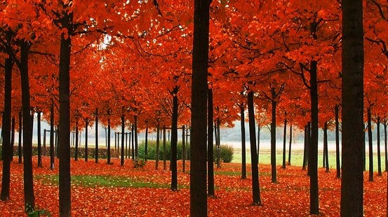 山东粉象生活代理