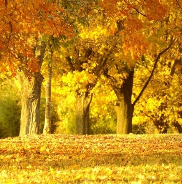 台州粉象生活注册邀请码
