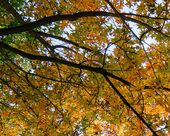 粉象生活哪个公司