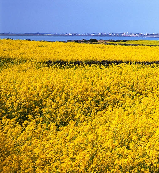 粉象生活自己怎么做推广