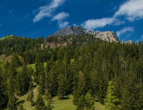 粉象生活的用处