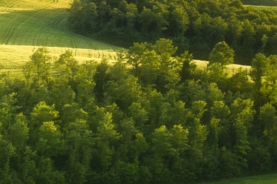 粉象生活需要升级会员吗
