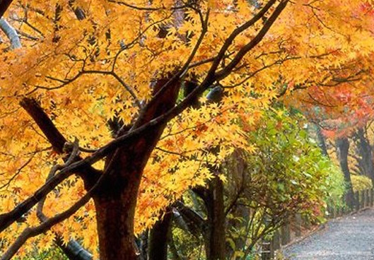 粉象生活软件怎么用