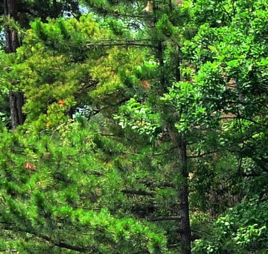 疫情放开后的生活简书