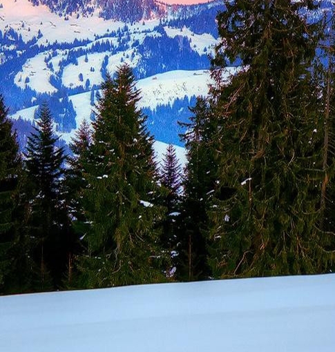 粉象生活全是死粉