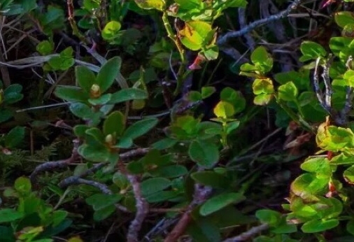 粉象生活怎么推广引流加粉丝