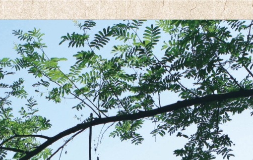 粉象生活粉丝怎么增加