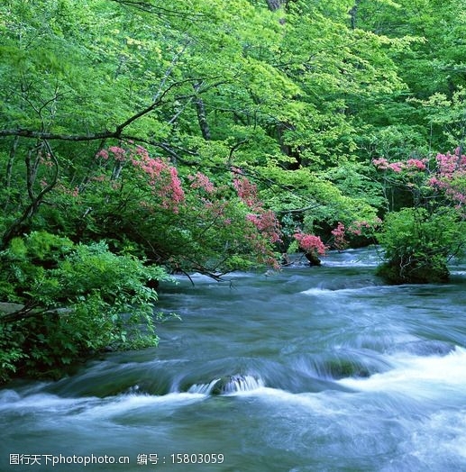 粉象起泡葡萄酒
