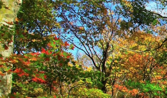 临沂粉象生活收入