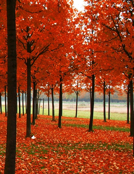 粉象生活开店怎么做