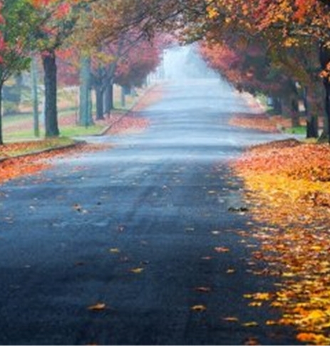 粉象生活如何购买的