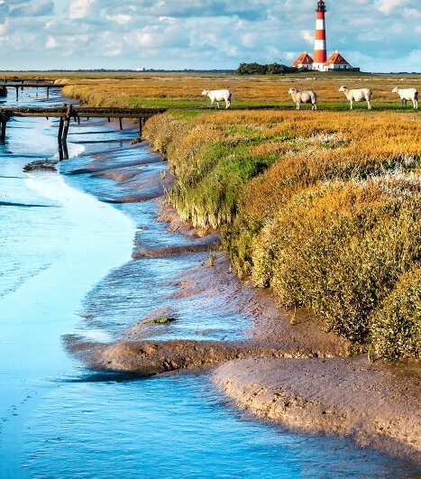 比利时粉象圣诞