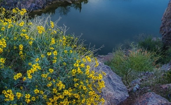 粉象生活佣金图