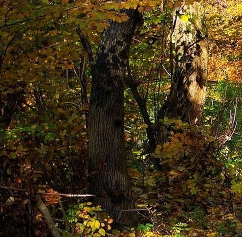 粉象生活的邀请码在哪里找