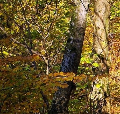 有赞分销模式佣金