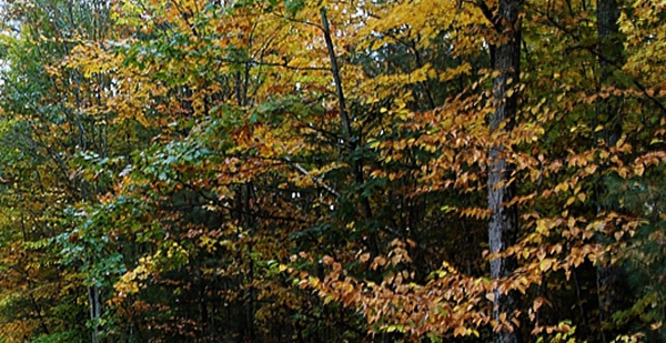 粉象生活怎么进入开店