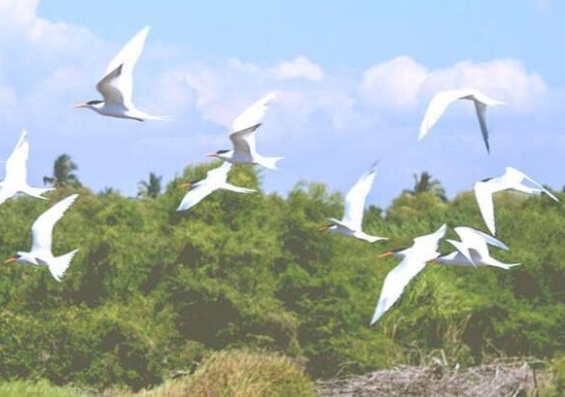 粉象生活怎么做任务