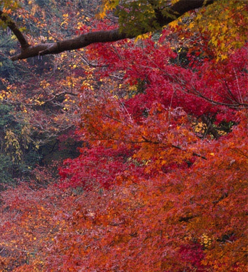 阜新粉象生活app