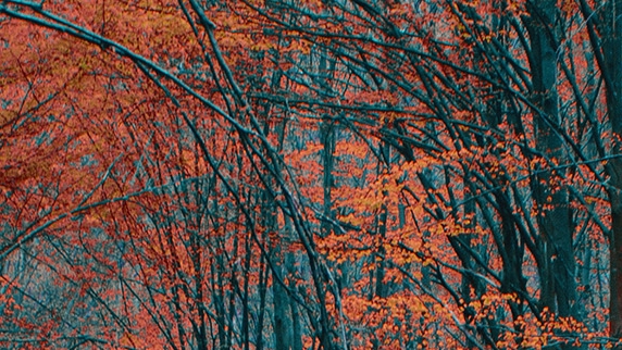 无人脉粉象生活