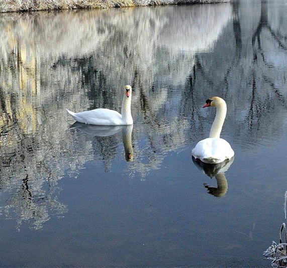 粉象生活怎么抢购