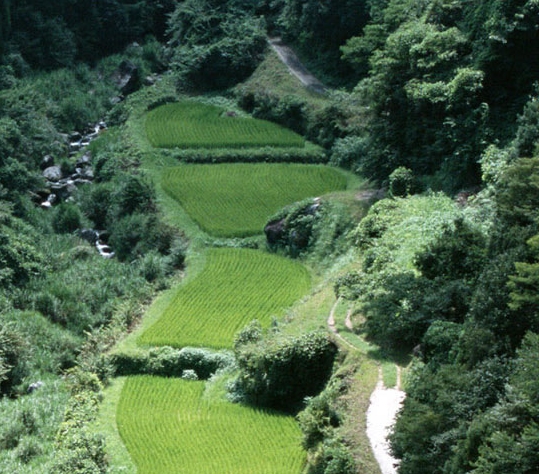 茂名粉象生活加盟代理