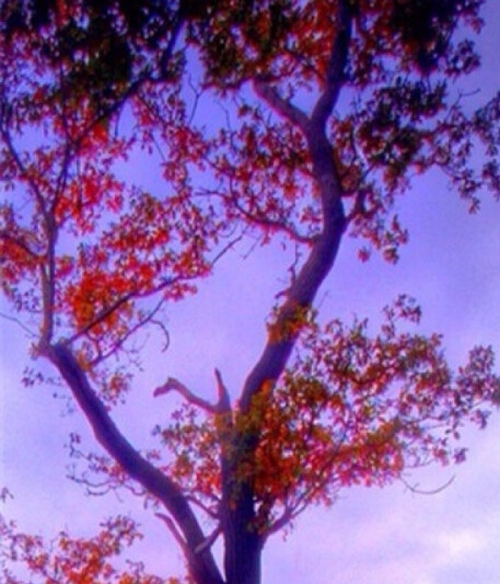 粉象生活邀请码