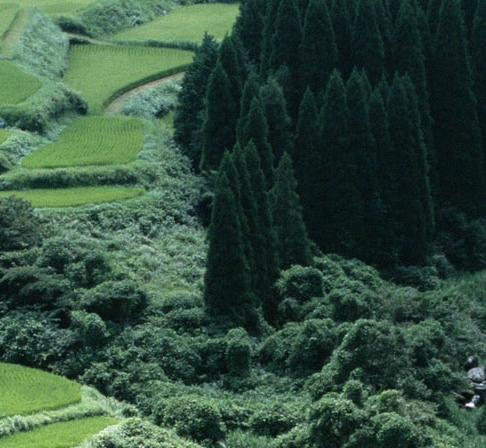 粉象和白熊哪个好喝