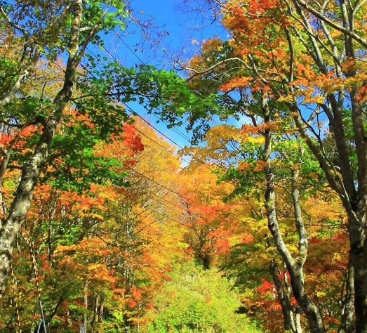 徐州粉象生活加盟