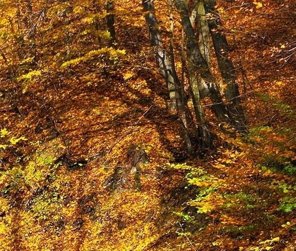 粉象生活怎么填写别人邀请码