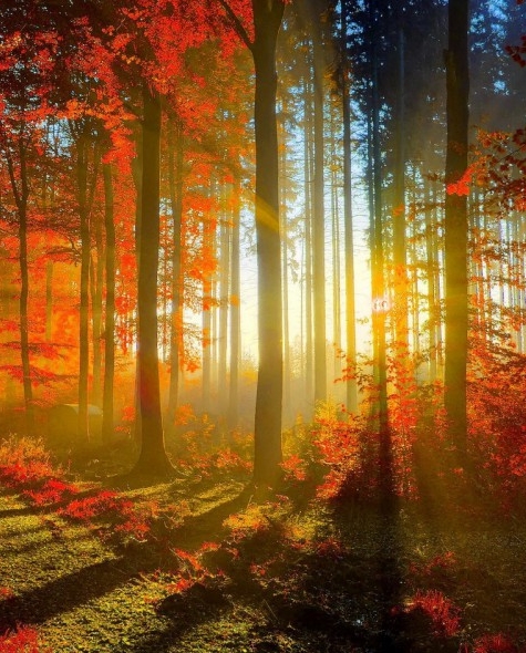 粉象生活的分享平台是什么