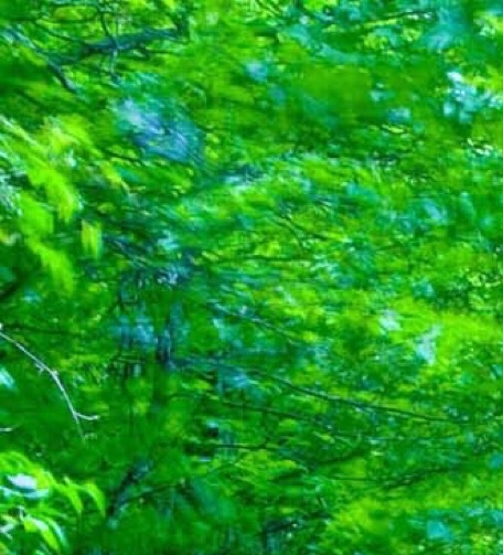 粉象生活升级VIP必须交钱