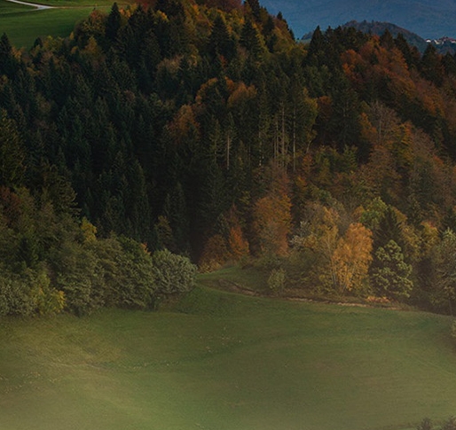 粉象生活399会员