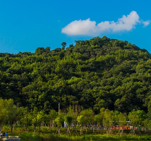 宿迁粉象生活佣金
