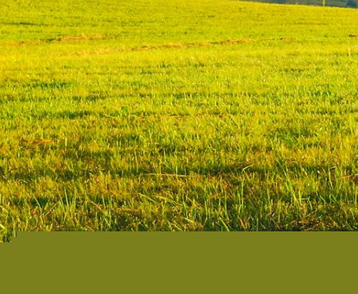 茂名粉象生活加盟代理