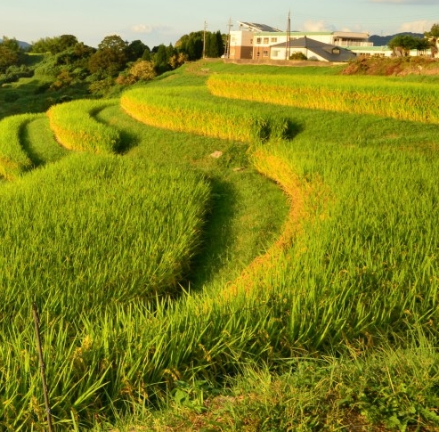 哪个才是粉象生活