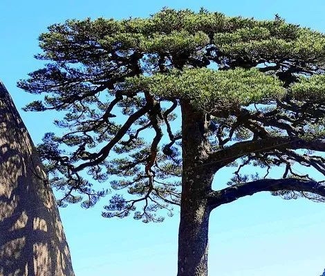 粉象生活怎么加油打折