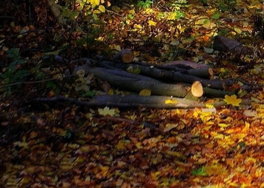 粉象生活需要交钱吗