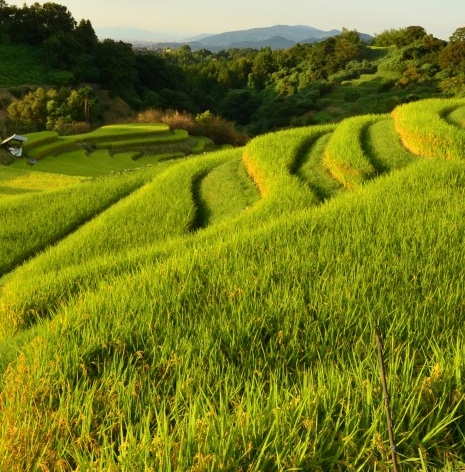 粉象生活怎么赚钱