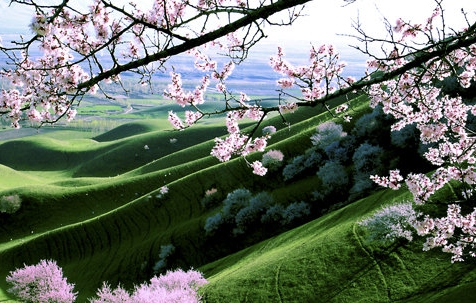 比利时粉象啤酒介绍