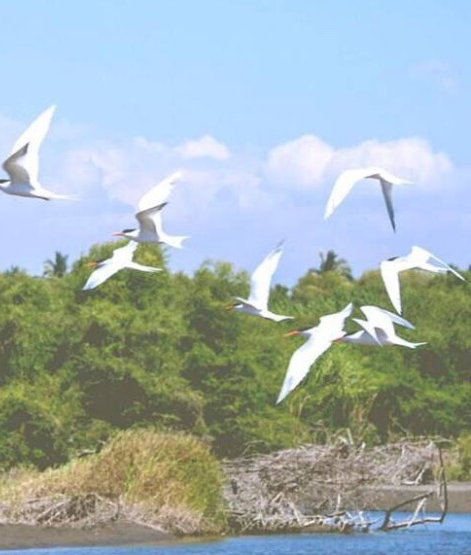 粉象生活下载app