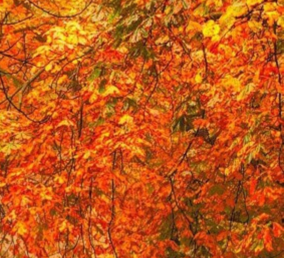 粉象生活的购物车怎么找