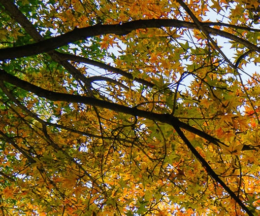 粉象生活怎么赚钱