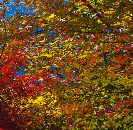 粉象生活发布到闲鱼