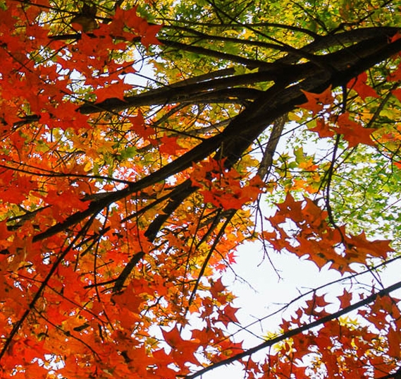 粉象生活怎么样做优惠券