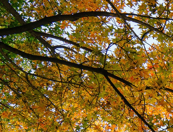 淘宝优质生活兼职赚钱