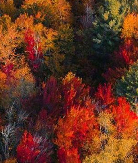 粉象生活在哪里开通vip