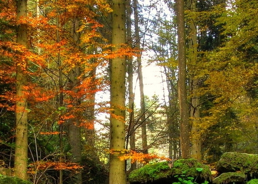 粉象生活0元购买图片