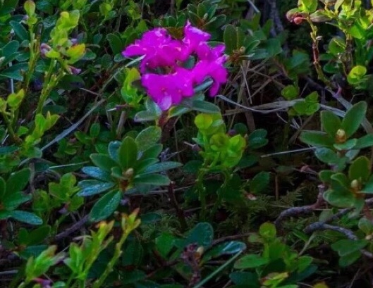 粉象生活哪个版本赚钱